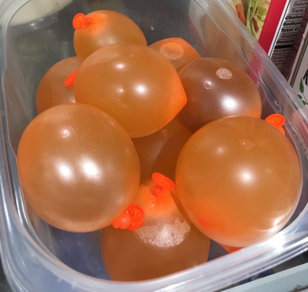 Figure 5 testicles ready for refrigeration.jpg